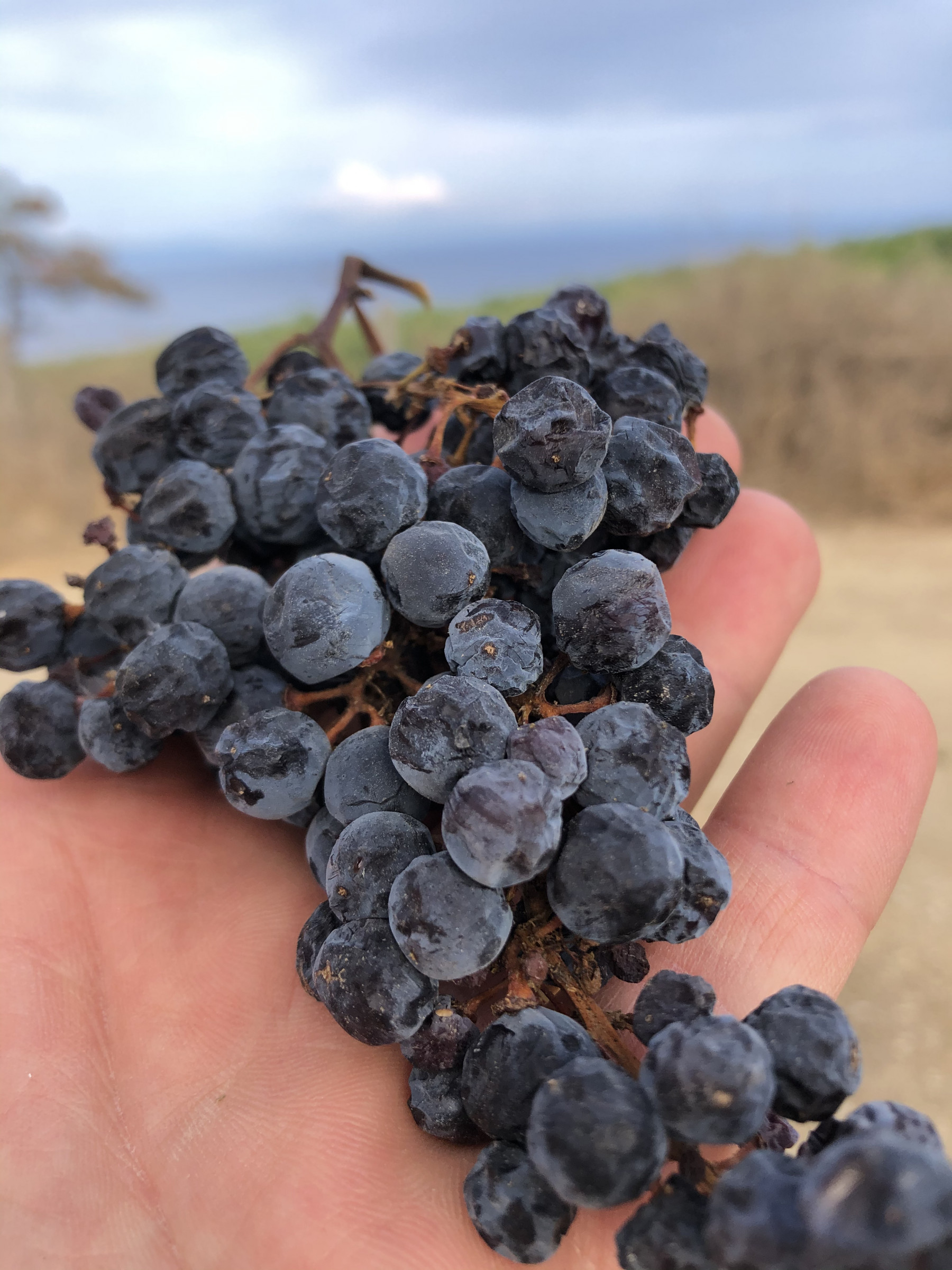 Voucher - Degustazione Vini e Visita alla Cantina d'Autore - immagine 6